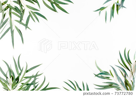 frame of green branches, eucalyptus leaves on a white background. flat layout, top view frame of green branches, eucalyptus leaves on a white background. flat layout, top view 73772780