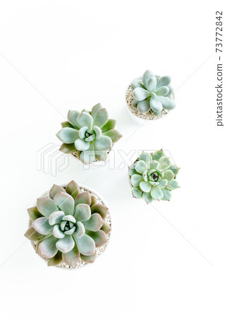 Green house plants potted, succulent plants isolated on white background. Flat lay, top view. 73772842