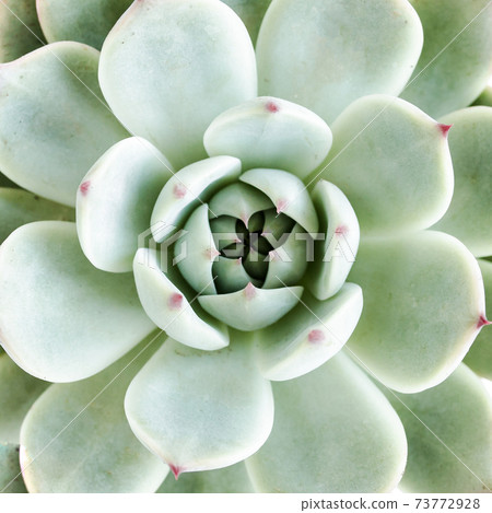 Green house plants potted, succulent plants isolated on white background. Flat lay, top view. 73772928