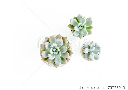 Green house plants potted, succulent plants isolated on white background. Flat lay, top view. Green house plants potted, succulent plants isolated on white background. Flat lay, top view. 73772943