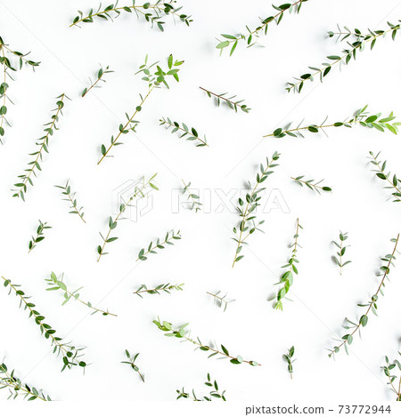 Texture, pattern made of branch eucalyptus on white background. Flat lay, top view. Texture, pattern made of branch eucalyptus on white background. Flat lay, top view. 73772944