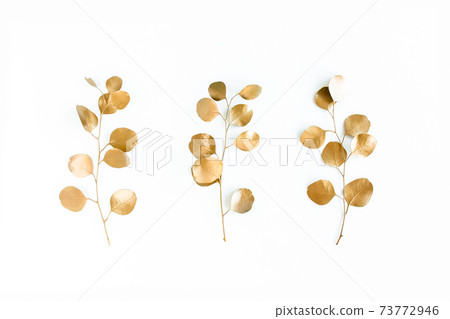 Golden leaves eucalyptus on white background. Minimal concept. flat lay, top view Golden leaves eucalyptus on white background. Minimal concept. flat lay, top view 73772946