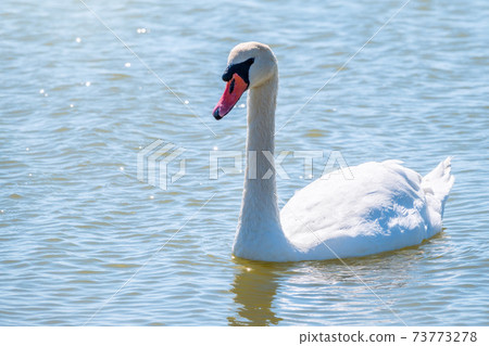 Graceful white Swan swimming in the lake, swans in the wild. Portrait of a white swan swimming on a lake. Graceful white Swan swimming in the lake, swans in the wild. Portrait of a white swan swimming on a lake. 73773278
