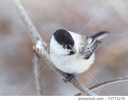 Cute bird the willow tit, song bird sitting on a branch without leaves in the winter. Cute bird the willow tit, song bird sitting on a branch without leaves in the winter. 73773279