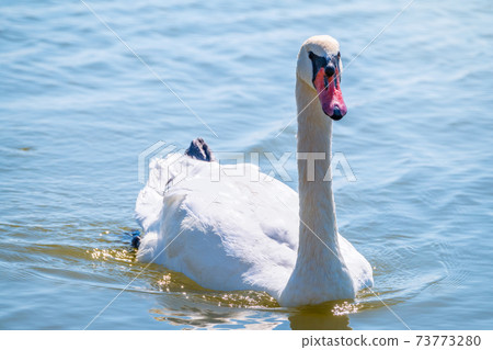 Graceful white Swan swimming in the lake, swans in the wild. Portrait of a white swan swimming on a lake. Graceful white Swan swimming in the lake, swans in the wild. Portrait of a white swan swimming on a lake. 73773280