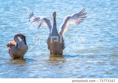 A young brown coloured white swan flaps its wings on the water. A young brown coloured white swan flaps its wings on the water. 73773281