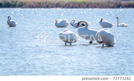 Graceful white Swans swimming in the lake, swans in the wild Graceful white Swans swimming in the lake, swans in the wild 73773282