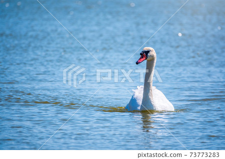 Graceful white Swan swimming in the lake, swans in the wild. Portrait of a white swan swimming on a lake. Graceful white Swan swimming in the lake, swans in the wild. Portrait of a white swan swimming on a lake. 73773283