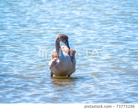 A young brown coloured white swan swims on the water. Portrait of a young gray swan swimming on a lake. A young brown coloured white swan swims on the water. Portrait of a young gray swan swimming on a lake. 73773286
