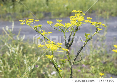 black ant aphid sits on a grass stalk pastinaca sylvestris in nature 73773499