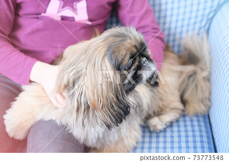 beautiful Pekingese dog laying near a girl.. beautiful Pekingese dog laying near a girl.. 73773548