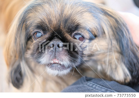 beautiful Pekingese dog looking at camera. beautiful Pekingese dog looking at camera. 73773550