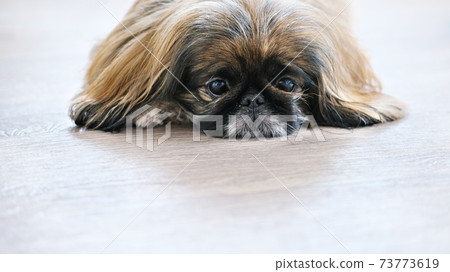 beautiful Pekingese dog looking at camera.  73773619