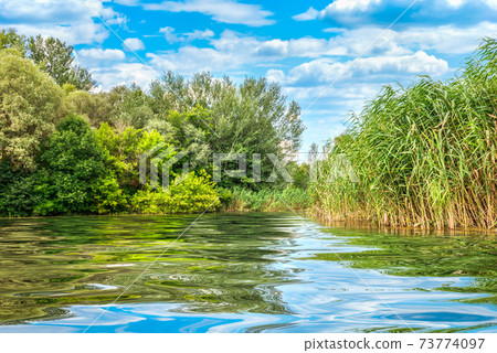 Reeds on river Reeds on river 73774097