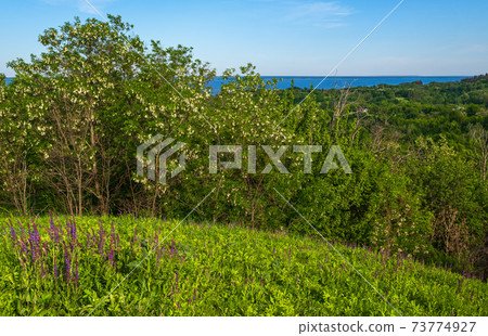 Dnipro river blossoming shores summer landscape, Trakhtemyriv historical hilly peninsula on Kaniv water Reservoir Cherkasy Region, Ukraine. 73774927