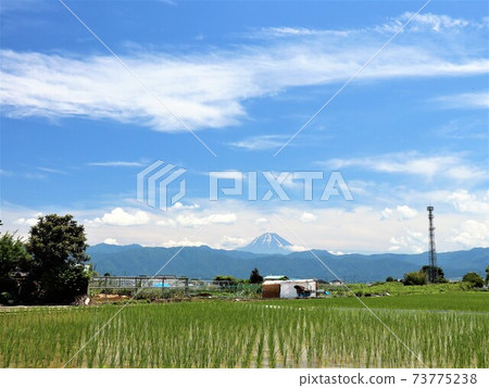 以富士山為背景的稻田風光 73775238