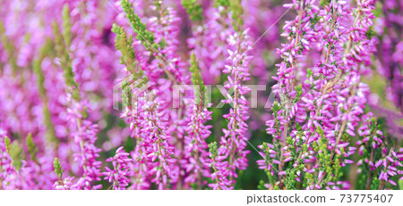 Blooming heather flowers 73775407