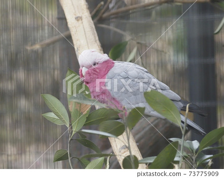 Australian birds Galah Australian birds Galah 73775909