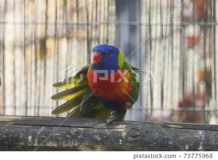 Australian birds Gokiseigai parakeet 73775968