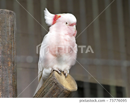 Australian birds, Major Mitchell's Cockatoo 73776095