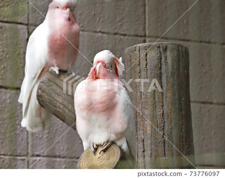 Australian birds, Major Mitchell's Cockatoo Australian birds, Major Mitchell's Cockatoo 73776097