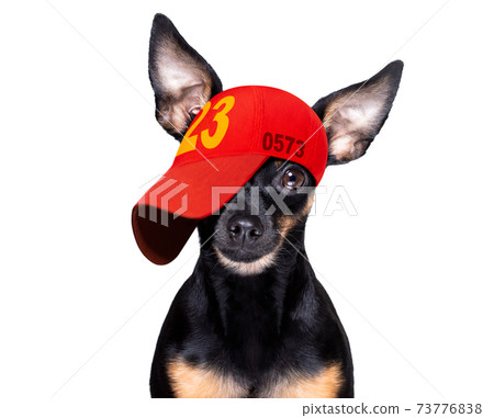 cool baseball cap urban dog cool baseball cap urban dog 73776838