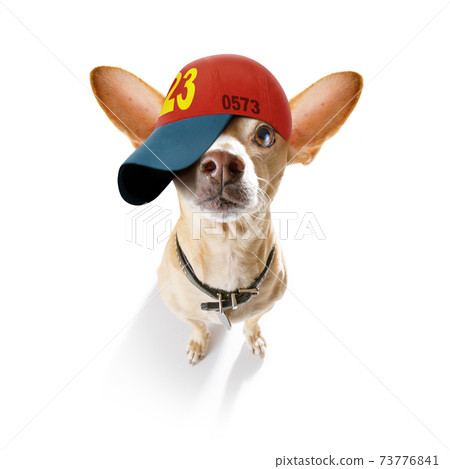 cool baseball cap urban dog cool baseball cap urban dog 73776841