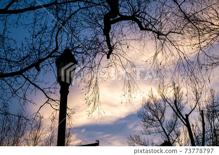 Canadian dusk and streetlight silhouette Canadian dusk and streetlight silhouette 73778797
