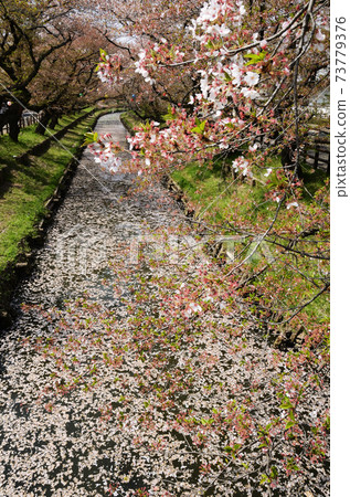 春天花筏的盡頭 73779376