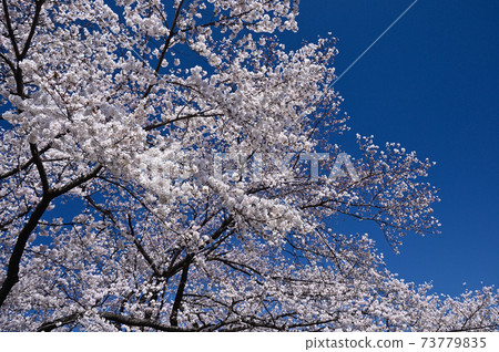 Cherry blossoms in Yamazato Cherry blossoms in Yamazato 73779835