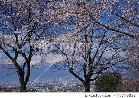 Cherry blossoms in Yamazato Cherry blossoms in Yamazato 73779852