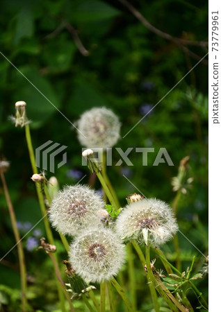Dandelion's fluff 73779961