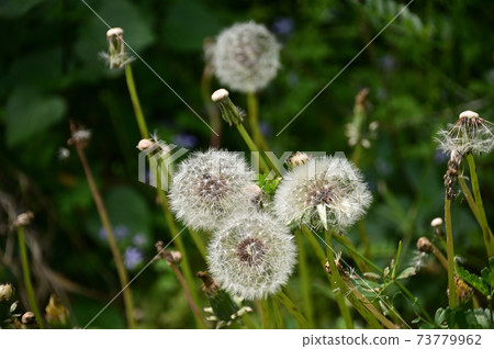 蒲公英的絨毛 蒲公英的絨毛 73779962