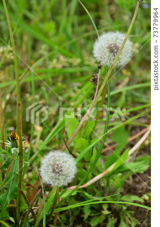蒲公英的絨毛 蒲公英的絨毛 73779964