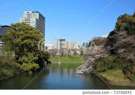 “千鳥淵”春天的景色千代田區 73780045