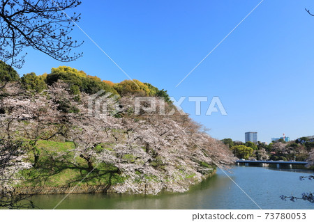 "Chidorigafuchi" Spring scenery Chiyoda Ward 73780053