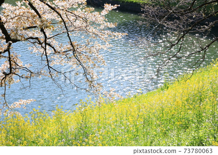 “千鳥淵”春天的景色千代田區 73780063