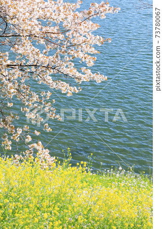 "Chidorigafuchi" Spring scenery Chiyoda Ward 73780067