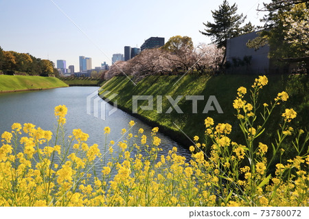 “千鳥淵”春天的景色千代田區 73780072