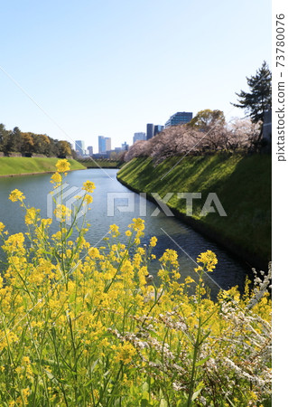 “千鳥淵”春天的景色千代田區 73780076