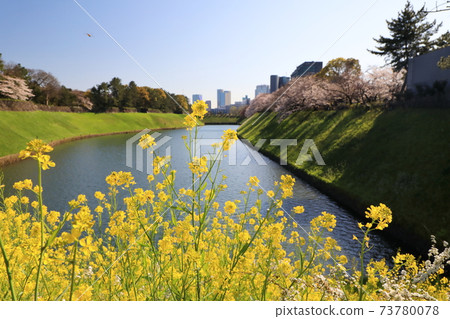 "Chidorigafuchi" Spring scenery Chiyoda Ward 73780078