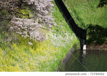 "Chidorigafuchi" Spring scenery Chiyoda Ward 73780082