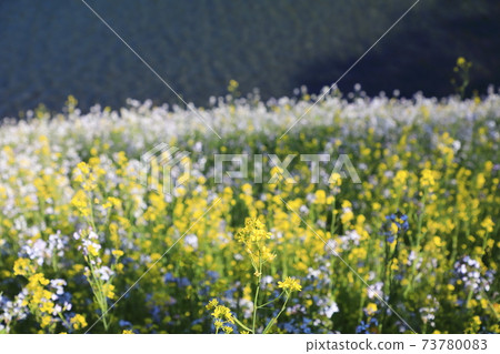 “千鳥淵”春天的景色千代田區 73780083