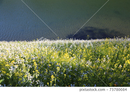 “千鳥淵”春天的景色千代田區 73780084
