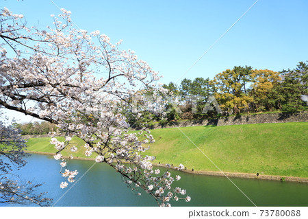 “千鳥淵”春天的景色千代田區 “千鳥淵”春天的景色千代田區 73780088