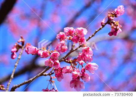 Izu Toi Sakura Izu Toi Sakura 73780400