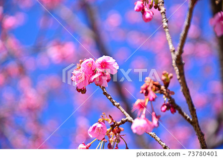 Izu Toi Sakura Izu Toi Sakura 73780401
