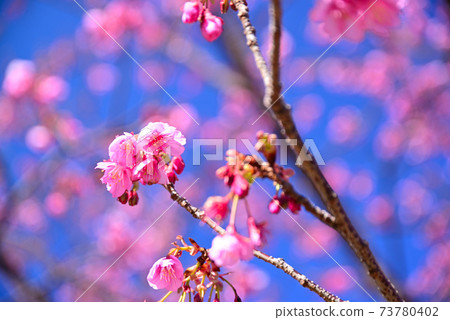 Izu Toi Sakura 73780402
