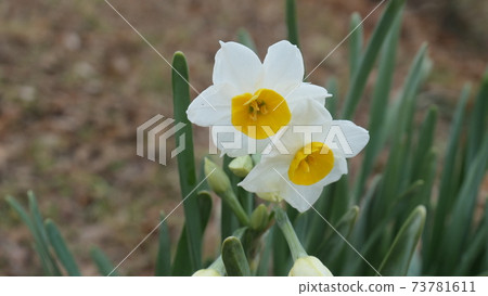 Daffodils 73781611
