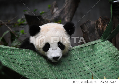 Baby pandas to be careful before riding a hammock Baby pandas to be careful before riding a hammock 73781982
